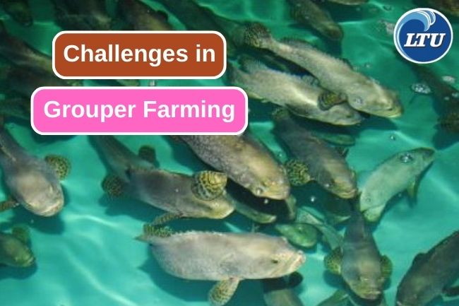 10 Challenges in Grouper Farming Business
